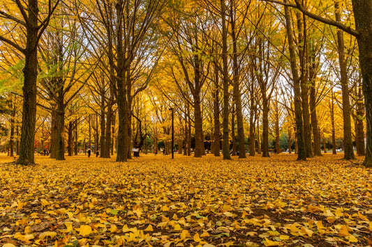 Embrace Fall: Back to School, College Farewells, and Our Beloved Autumn Soaps Return!